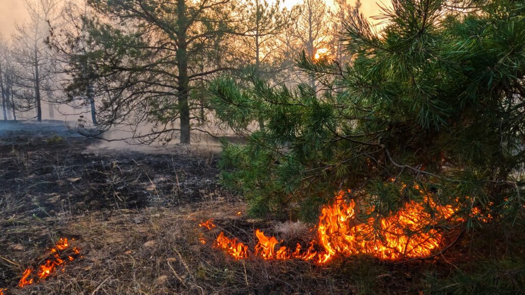 Incendios forestales: la prevención salva vidas